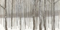 Woods in Winter BW Fine Art Print