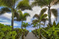 Paradise Path Fine Art Print