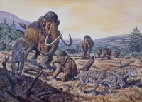 A Herd of Woolly Mammoth and Scimitar Sabertooth, Pleistocene Epoch Fine Art Print