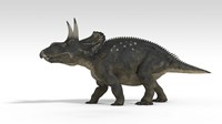 Triceratops Dinosaur 5 Framed Print