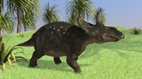Triceratops Walking in Open Field Fine Art Print