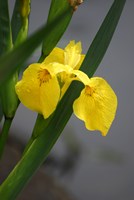 Yellow Flag Iris by Doug Ohman - various sizes
