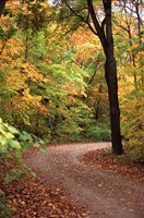 Fall Road Fine Art Print