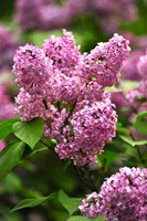 Lilacs Fine Art Print