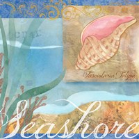 Seashells I Fine Art Print