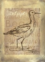 Shore Life II Fine Art Print