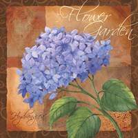Hydrangea Fine Art Print