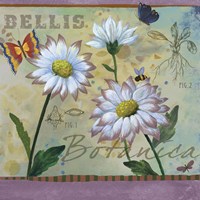 Bellis Botanica Fine Art Print