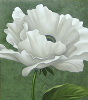 White Poppy Fine Art Print