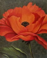 Red Poppy Fine Art Print