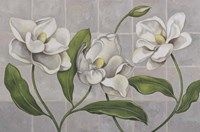 White Magnolia Fine Art Print