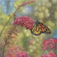 Monarch Butterfly Fine Art Print