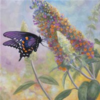 Admiral Butterfly Fine Art Print
