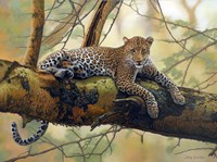 African Leopard Fine Art Print