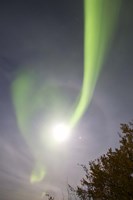 Aurora Borealis and Venus by Lake Laberge, Yukon, Canada Fine Art Print