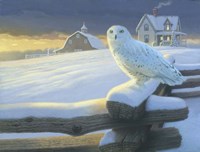 Northern Guest Fine Art Print