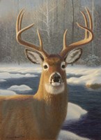 White Tail Deer Portrait Fine Art Print