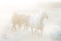 Spirit Series II Fine Art Print