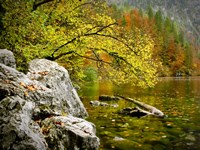 Reaching Color Fine Art Print