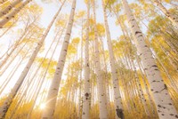 Colorado Fine Art Print