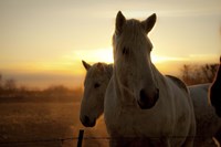 Brisk Morning Fine Art Print