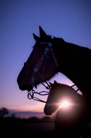 Morning Glory Fine Art Print