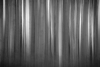 Aspen Form Fine Art Print