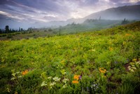 Colorado Flowers Fine Art Print