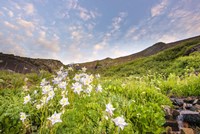 Columbine Morning II Fine Art Print