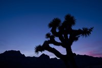 Desert Silence Fine Art Print