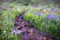 Field of Beauty I Fine Art Print