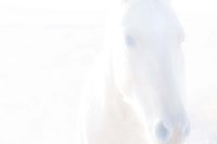 Spirit Series I Fine Art Print