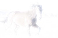 Spirit Series V Fine Art Print