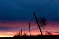Tumble Weed Fine Art Print