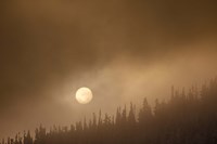 Wild Moon II Fine Art Print