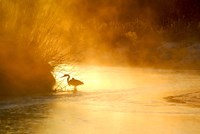 Glowing Mist Fine Art Print