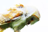 Barn Owl 1 Fine Art Print