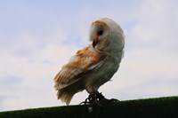 Barn Owl 2 Fine Art Print