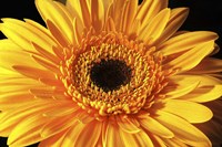 Gerbera Flower Fine Art Print