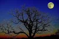 Moonlight Fine Art Print