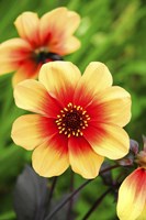 Dahlias Fine Art Print