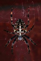 Garden Spider Fine Art Print