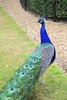 Peacock Fine Art Print