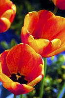 Tulips Fine Art Print