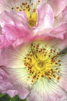 Wild Roses Fine Art Print