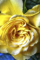 Yellow Rose Fine Art Print