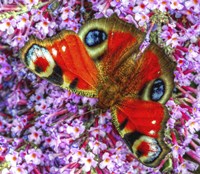 Peacock Butterfly 2 Fine Art Print