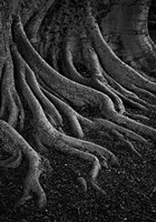 Entrenched Fine Art Print