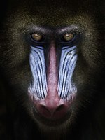 Mandrill Fine Art Print
