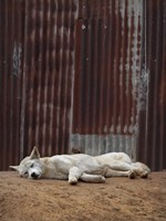 White Dingo Fine Art Print